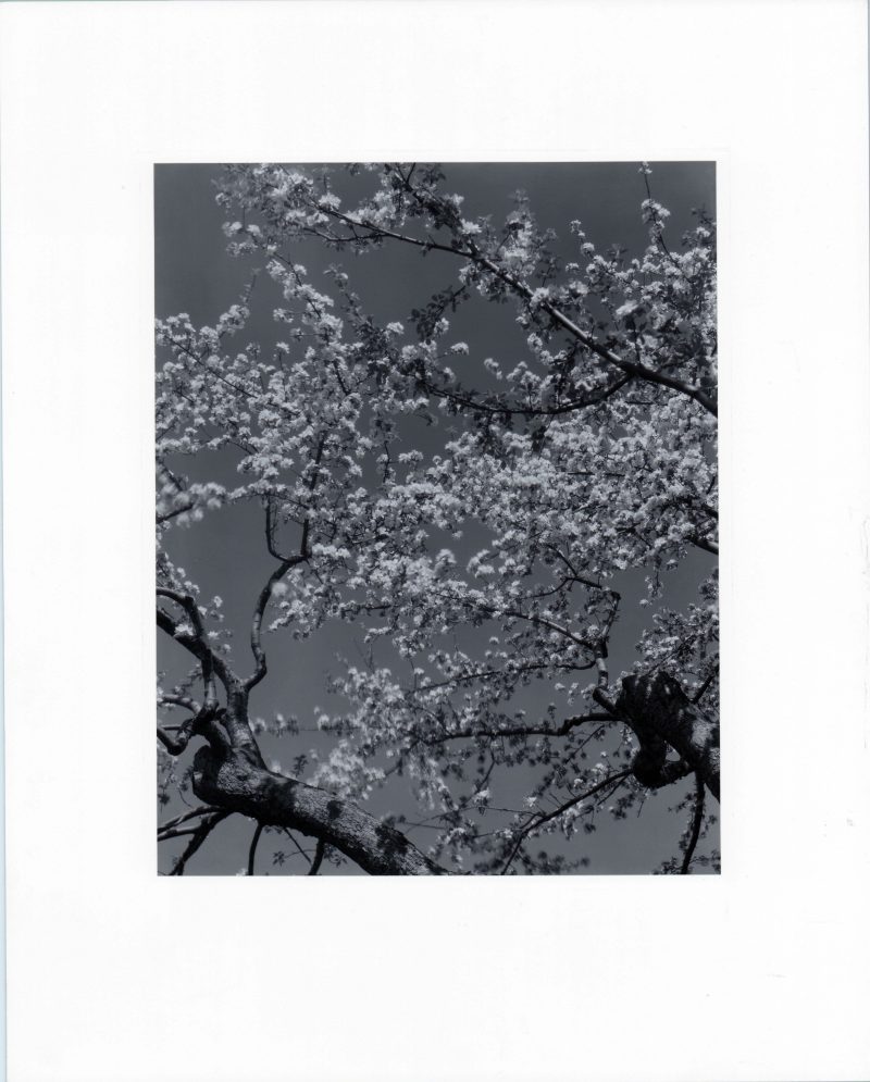 Apple Blossoms
